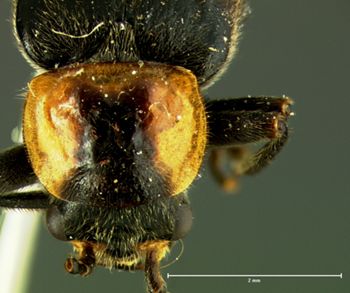 Media type: image;   Entomology 3409 Aspect: pronotum dorsal